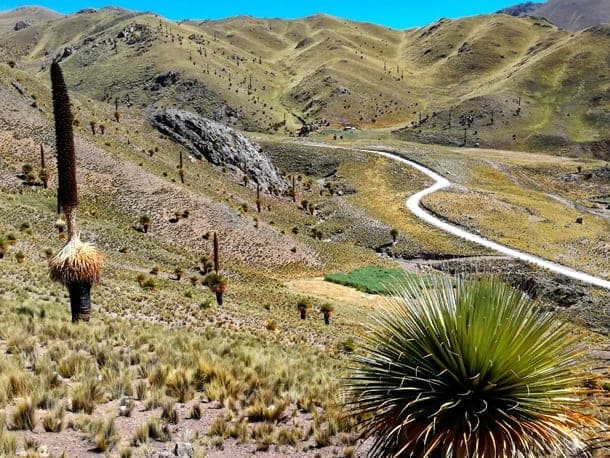 Puya Raimondii giant Andean plants growing along the Southern Valley route