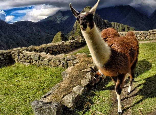Llama grazing peacefully on the ancient stone agricultural terraces overlooking Machu Picchu citadel