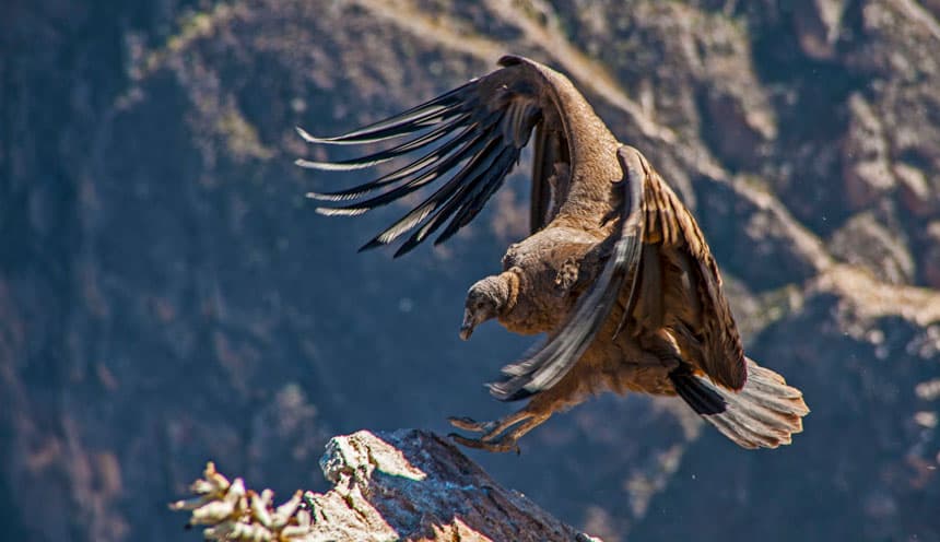 Arequipa & Colca Canyon Travel Guide Majestic Andean condor soaring over deep Colca Canyon walls at Cruz del Condor (3,287m / 10,784 ft) in Arequipa