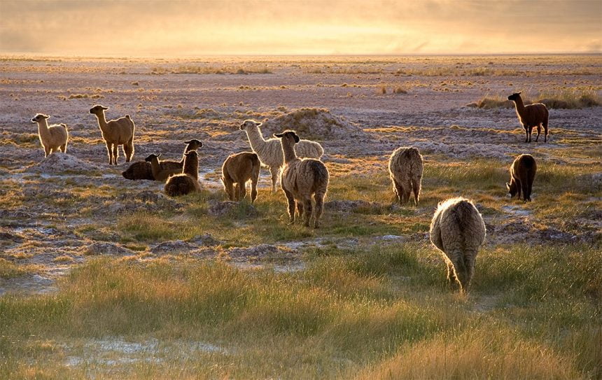 Llamas, alpacas and cows in Peru
