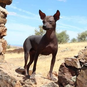 The Unusual Peruvian Hairless Dog