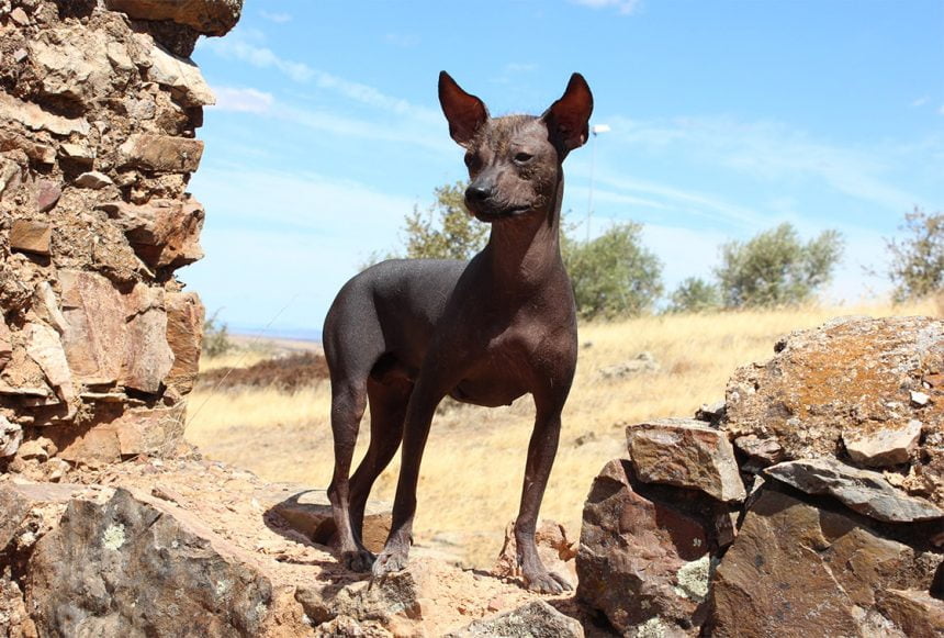 The Unusual Peruvian Hairless Dog