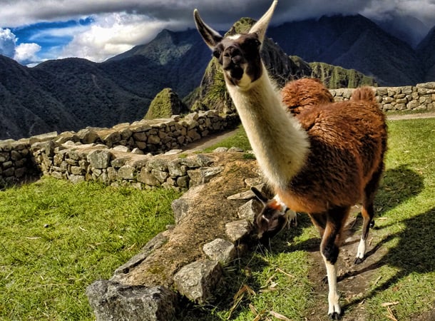 Finding Alpacas and Llamas in Peru