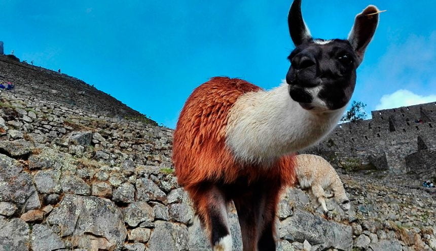 Llamas, Alpacas, Vicunas: What’s the Difference?