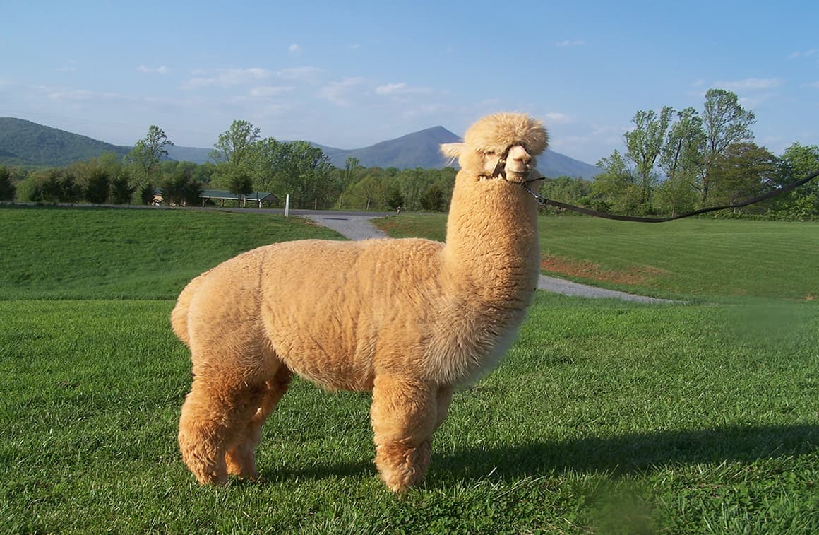 Is there a difference between Llamas and Alpacas What about Vicu a