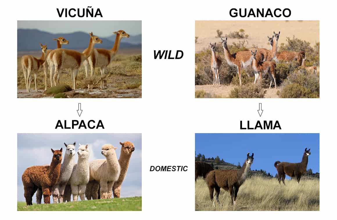 Is there a difference between Llamas and Alpacas What about Vicu a