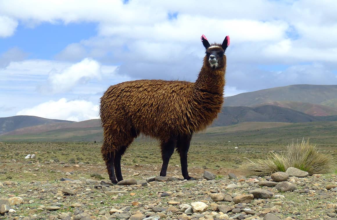 is-there-a-difference-between-llamas-and-alpacas-what-about-vicu-a