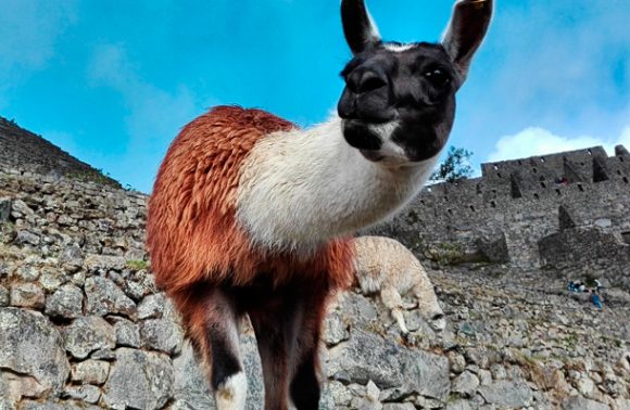 Huchuy Qosqo, Lares and Machu Picchu Tour