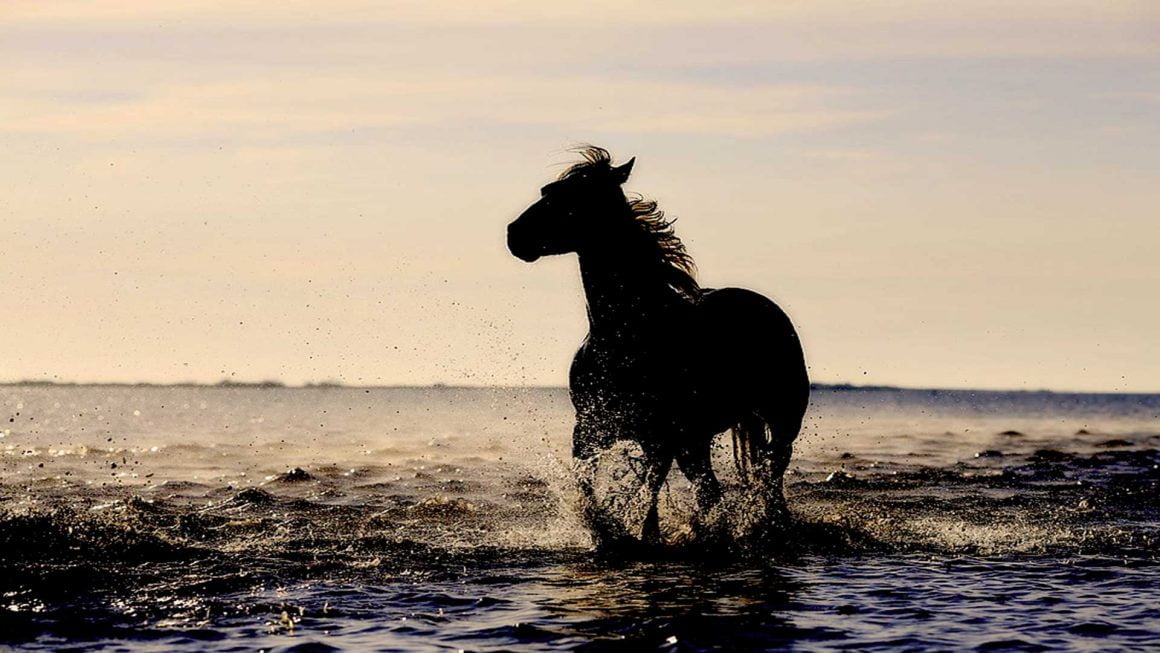 Ocean Ride