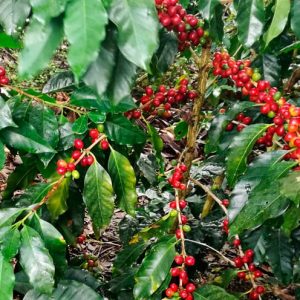 Uchunari Kaffee – peruanischer Kot-Kaffee