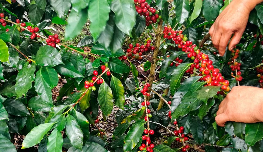Uchunari Kaffee – peruanischer Kot-Kaffee