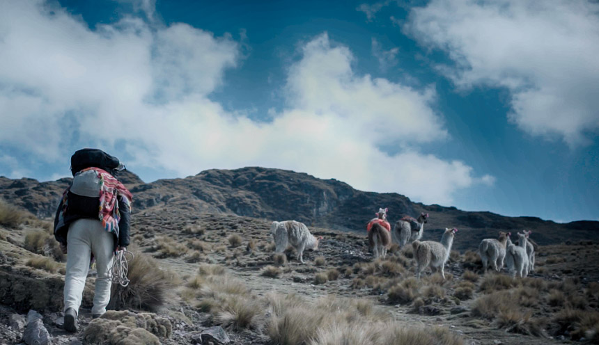 alpaca tour in the lares trek