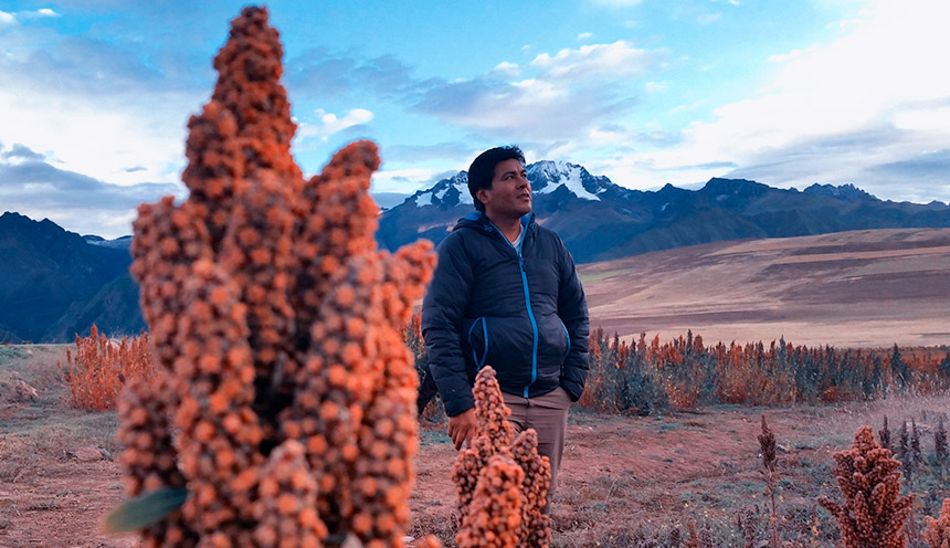 quinoa plant maras cusco